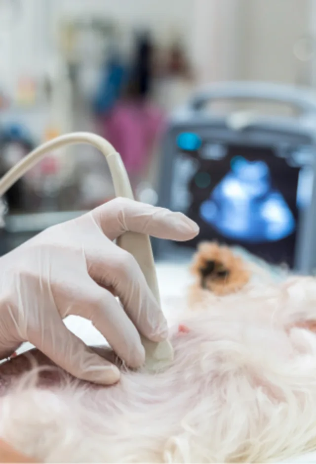 dog receiving ultrasound